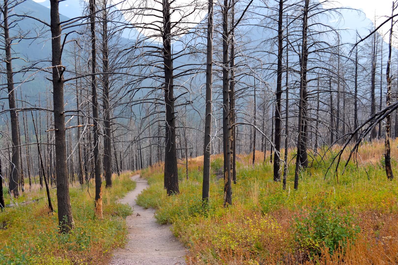 A path through the trees