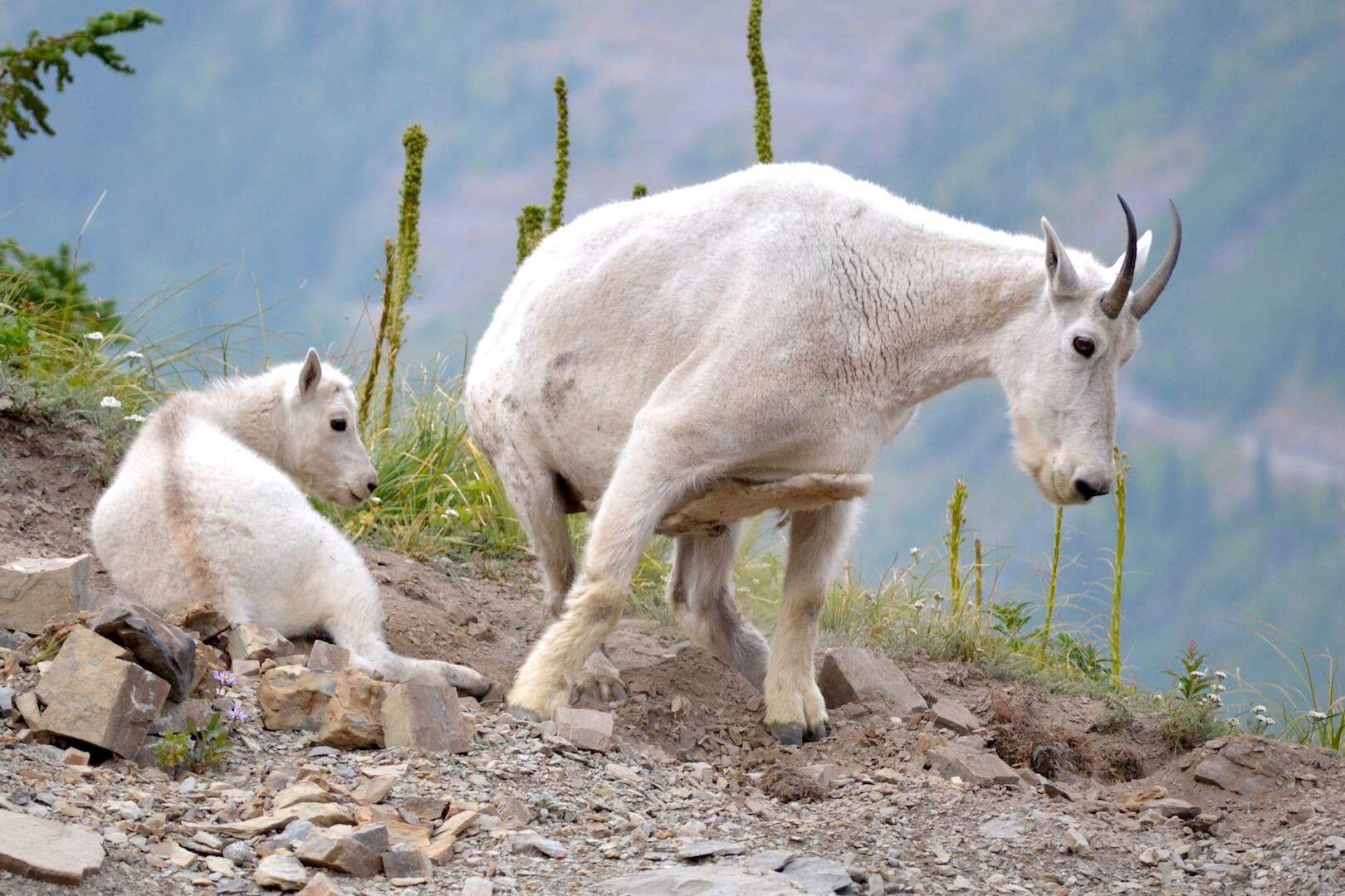 Mountain goats