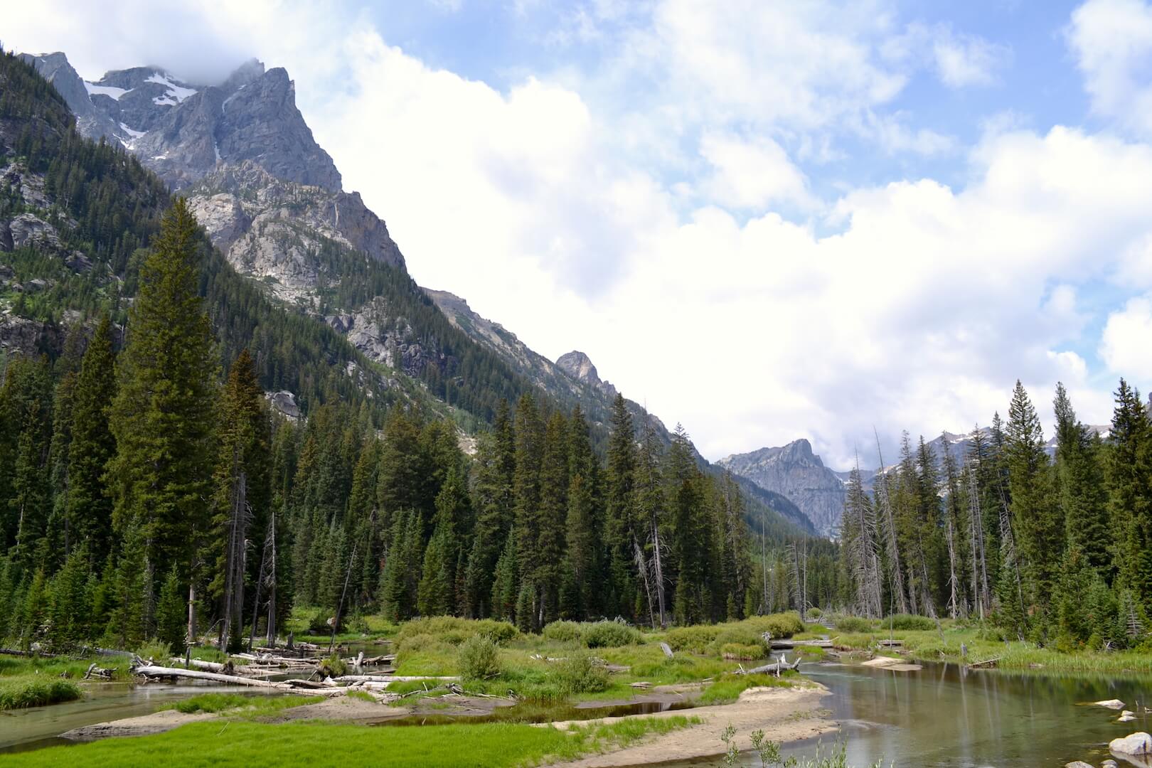 Trees and meadown in Grand Teton National Park