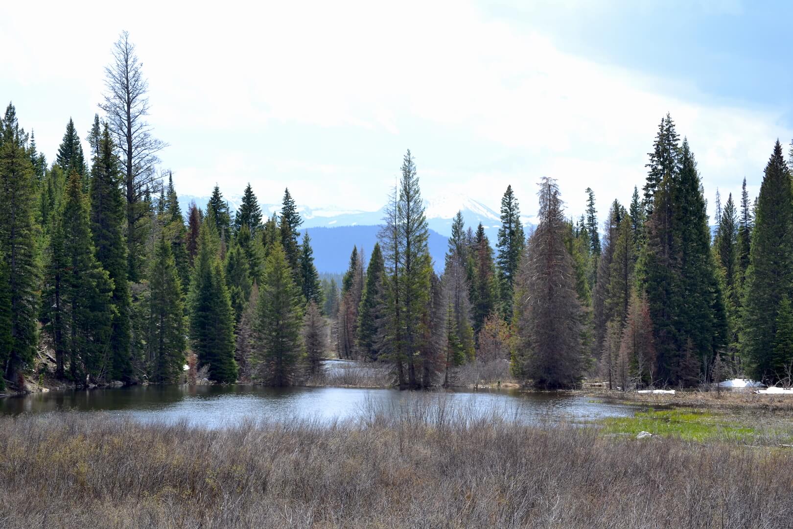 Pine trees in Grand Teton National Park