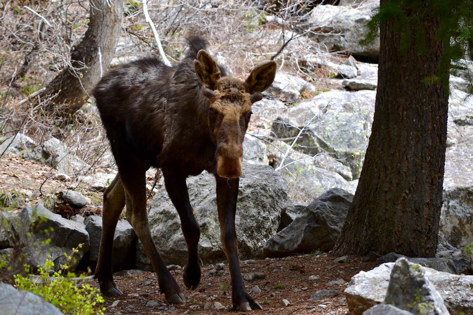 A moose