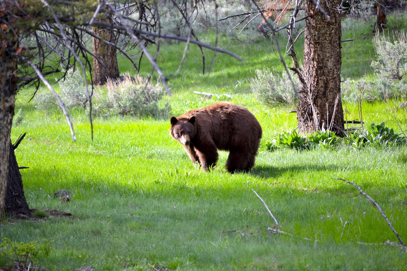 A bear in Yellowstone National Park