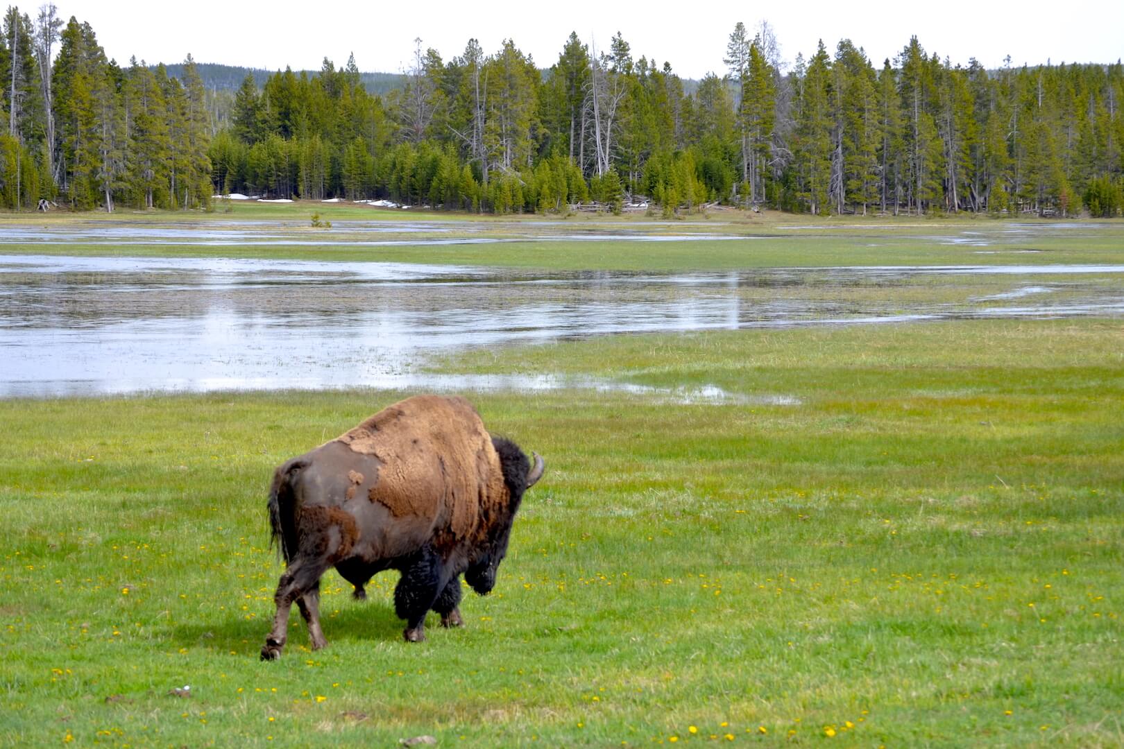 A buffalo in Yellowstone National Park