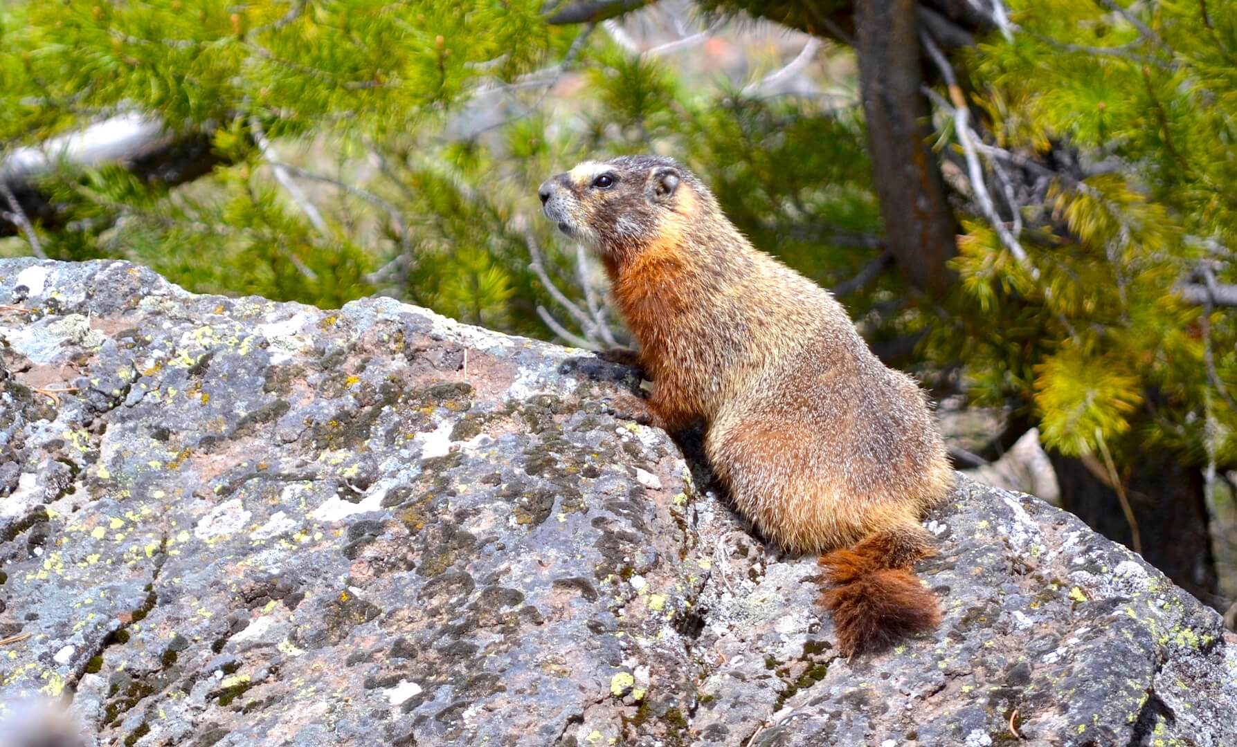 A marmot in Yellowstone National Park