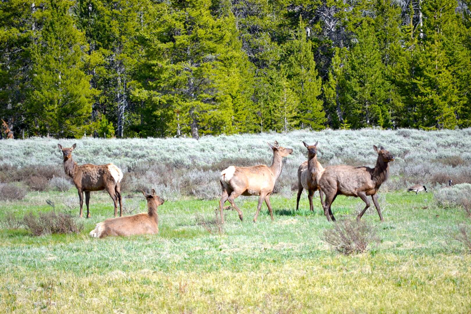 A group of deer in Yellowstone National Park