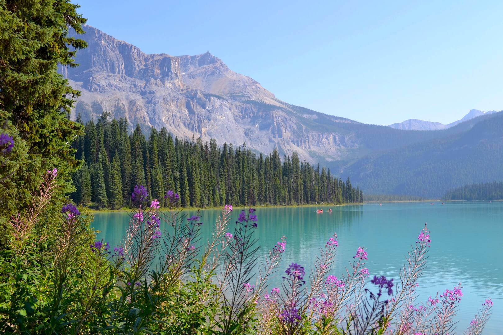 Purple flowers around a mountain lake