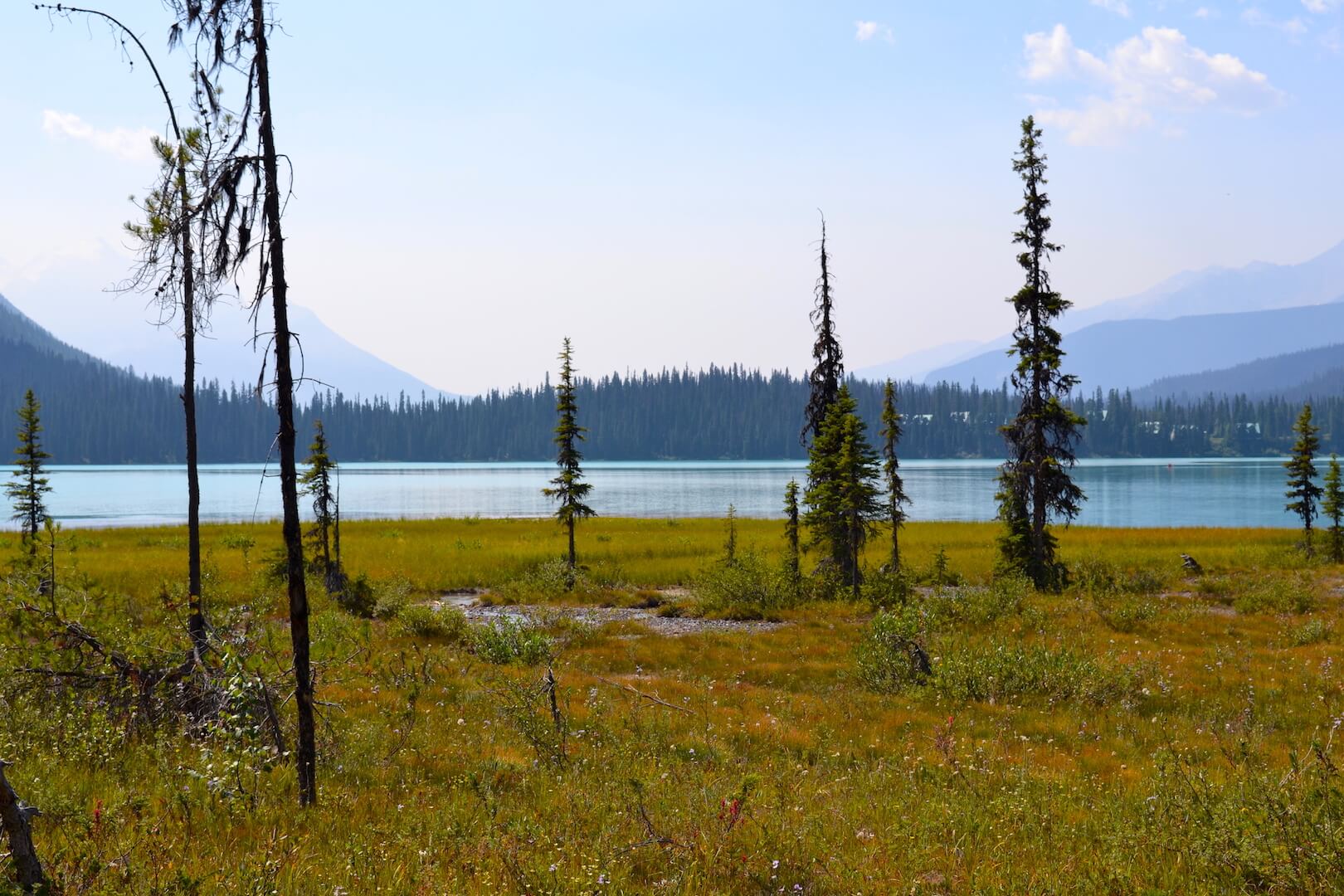 Trees around a mountain lake