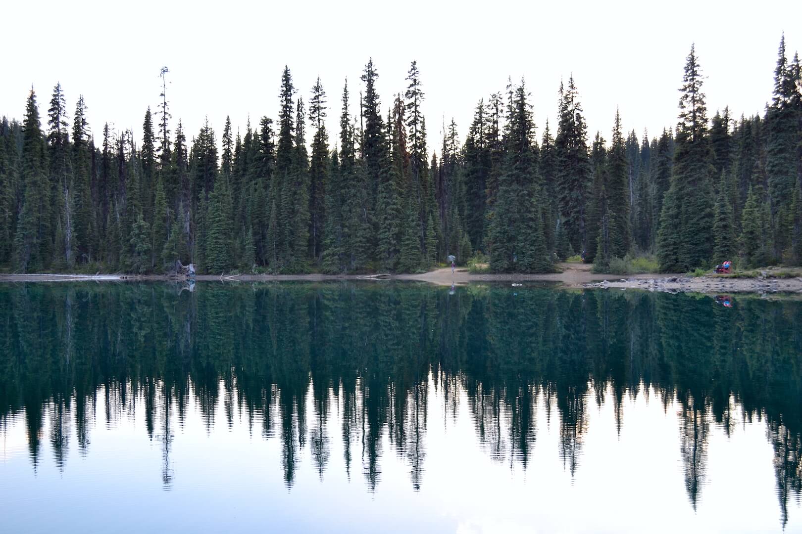 Reflection of pine trees in a lake